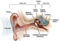 picture of ear anatomy
