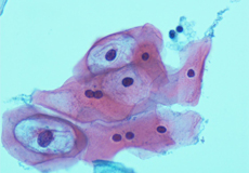 Cell under the microscope